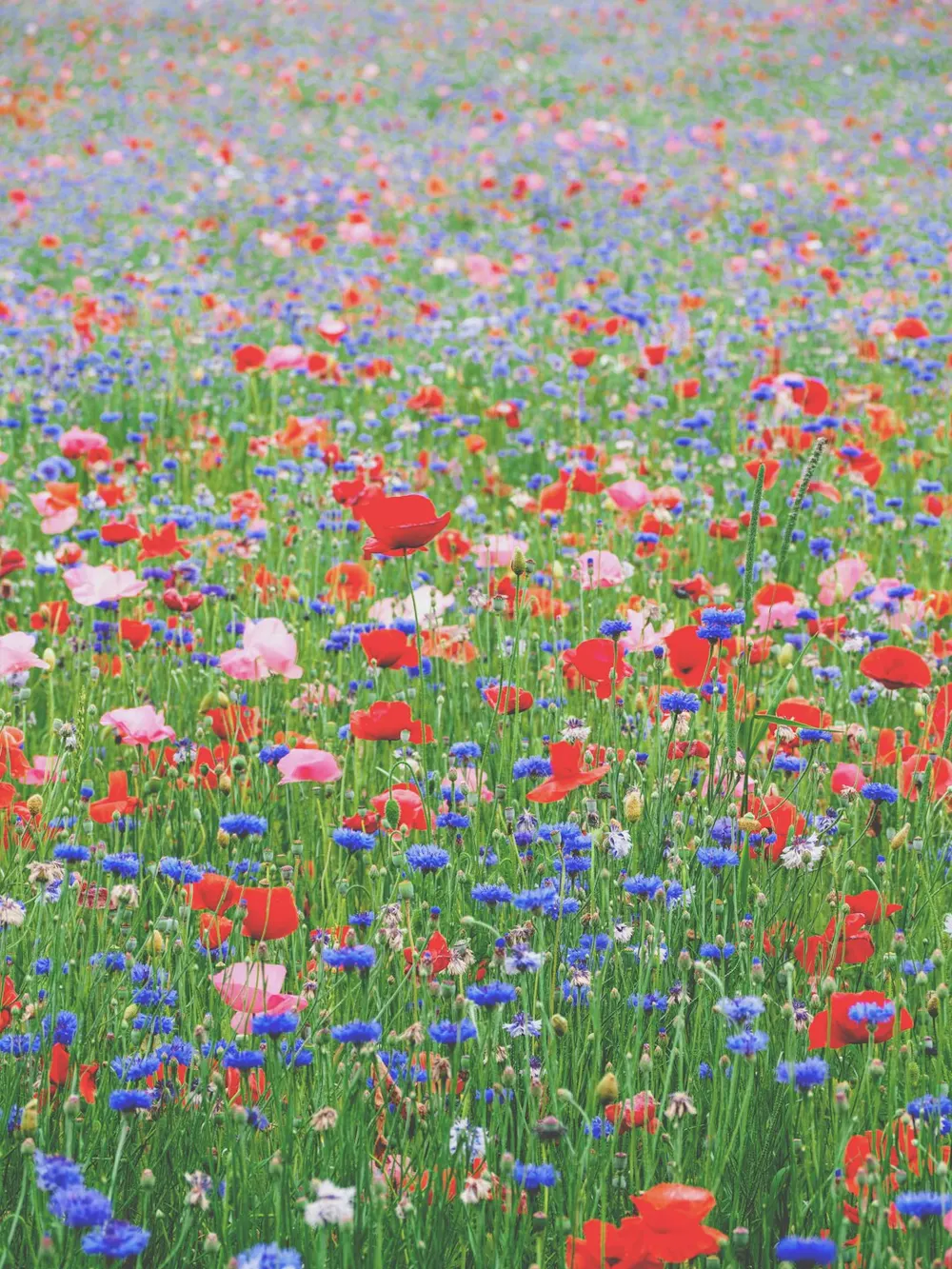 A summer field of red and pink poppies and blue cornflowers